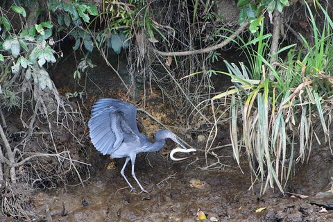 Daintree River Cruise - Holiday Find 4