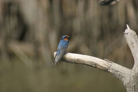 Daintree River Cruise - Holiday Find 8