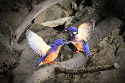 Daintree River Sunset Cruise - Holiday Find 1