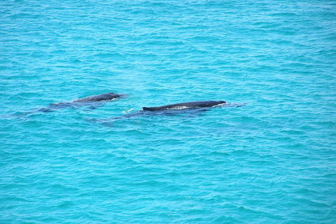 Stradbroke Island 4WD Day Trip From Brisbane - Holiday Find 3