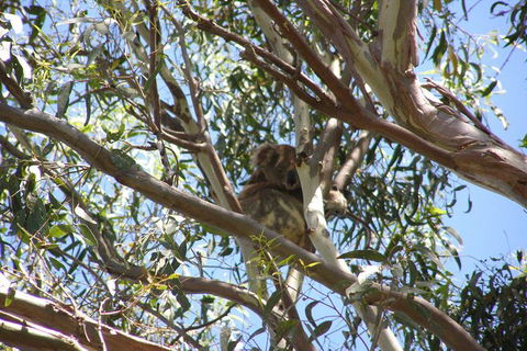 Stradbroke Island 4WD Day Trip From Brisbane - Holiday Find 5
