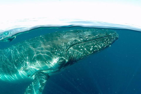 Whale Watching And Surfers Paradise Day Trip From Brisbane - Holiday Find 1