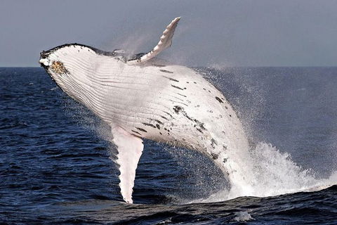 Whale Watching And Surfers Paradise Day Trip From Brisbane - Holiday Find 0