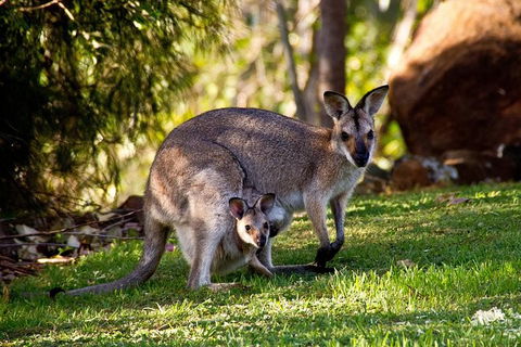 Koalas, Kangaroos & Mt Coot-tha Scenic Views Private Tour With Local Guide - Holiday Find 1