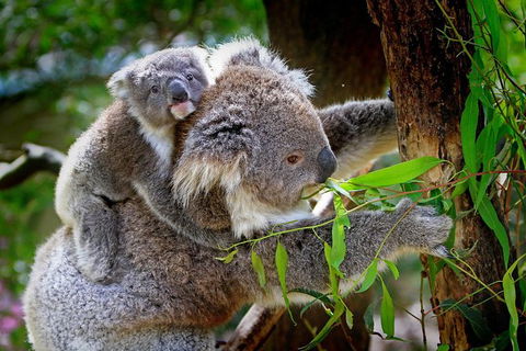 Koalas, Kangaroos & Mt Coot-tha Scenic Views Private Tour With Local Guide - Holiday Find 0