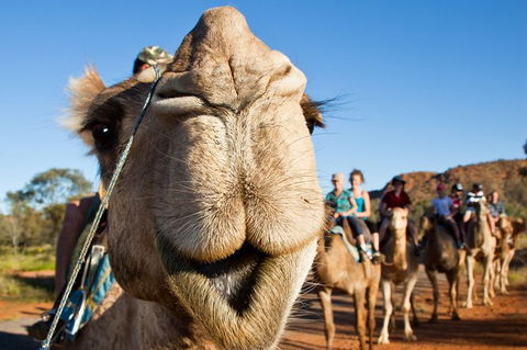 Alice Springs Camel Tour - Holiday Find 10