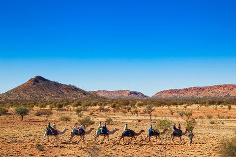 Alice Springs Camel Tour - Holiday Find 5