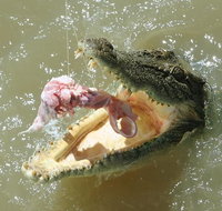 Darwin Jumping Crocodiles Cruise on Adelaide River