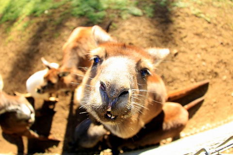 All-Inclusive Blue Mountains Day Trip With River Cruise - Holiday Find 1