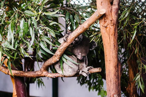 All-Inclusive Blue Mountains Day Trip With River Cruise - Holiday Find 14