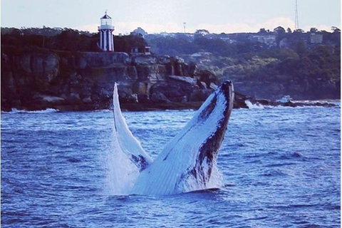 Whale Watching Sailing Experience In Sydney - Holiday Find 1