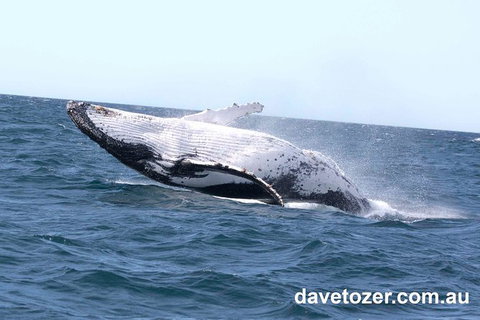 Whale Watching Sailing Experience In Sydney - Holiday Find 9