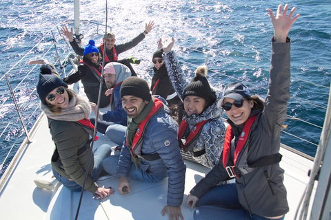 Whale Watching Sailing Experience In Sydney - Holiday Find 7