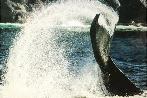 Whale Watching Sailing Experience In Sydney - Holiday Find 4