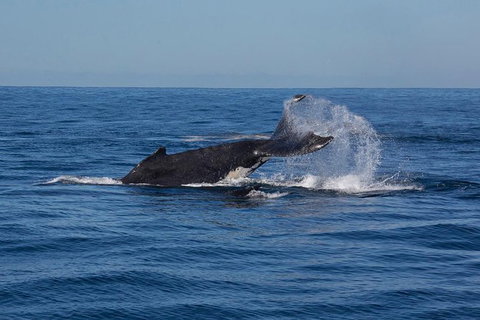 Whale Watching Sailing Experience In Sydney - Holiday Find 8