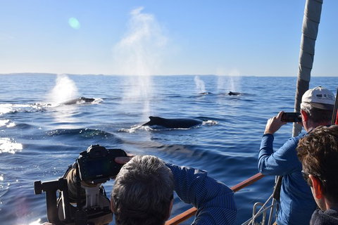 Whale Watching Sailing Experience In Sydney - Holiday Find 5