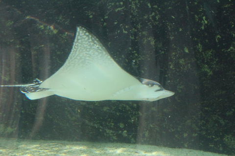 Sydney Pass: SEA LIFE Aquarium, Sydney Tower Eye, WILD LIFE Sydney, Sydney Harbour Cruise, And Madame Tussauds - Holiday Find 19