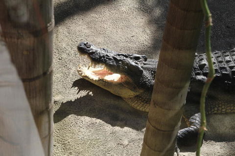 Sydney Pass: SEA LIFE Aquarium, Sydney Tower Eye, WILD LIFE Sydney, Sydney Harbour Cruise, And Madame Tussauds - Holiday Find 17