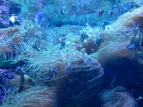 Sydney Pass: SEA LIFE Aquarium, Sydney Tower Eye, WILD LIFE Sydney, Sydney Harbour Cruise, And Madame Tussauds - Holiday Find 14