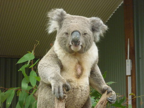 Sydney Pass: SEA LIFE Aquarium, Sydney Tower Eye, WILD LIFE Sydney, Sydney Harbour Cruise, And Madame Tussauds - Holiday Find 24