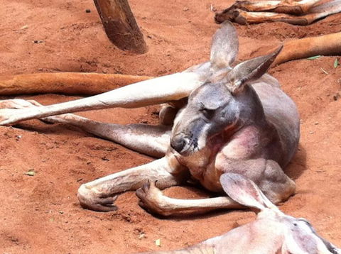 Sydney Pass: SEA LIFE Aquarium, Sydney Tower Eye, WILD LIFE Sydney, Sydney Harbour Cruise, And Madame Tussauds - Holiday Find 2