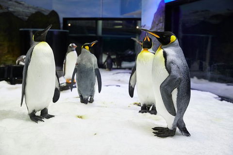 Sydney Pass: SEA LIFE Aquarium, Sydney Tower Eye, WILD LIFE Sydney, Sydney Harbour Cruise, And Madame Tussauds - Holiday Find 1