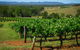 Small Group All Inclusive Hunter Valley Wine Tasting Tour From Sydney - thumb 0