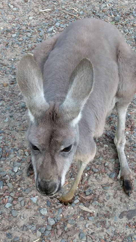 Small Group All Inclusive Hunter Valley Wine Tasting Tour From Sydney - Holiday Find 6