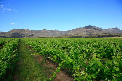 Small Group All Inclusive Hunter Valley Wine Tasting Tour From Sydney - Holiday Find 28