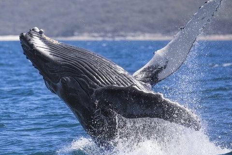 Whale Watching Jervis Bay - Holiday Find 2