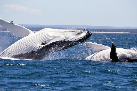 Whale Watching Jervis Bay - Holiday Find 4