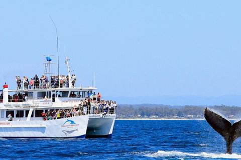 Whale Watching Jervis Bay - Holiday Find 6