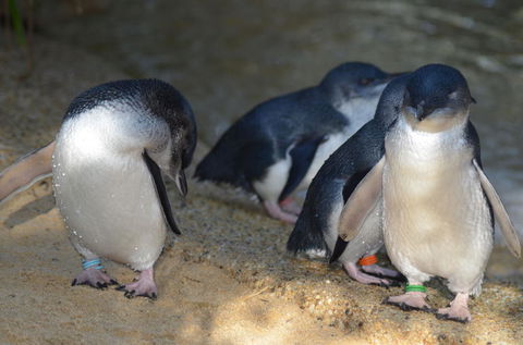 Blue Mountains Wildlife Full-Day Sights And Hiking From Sydney - Holiday Find 2