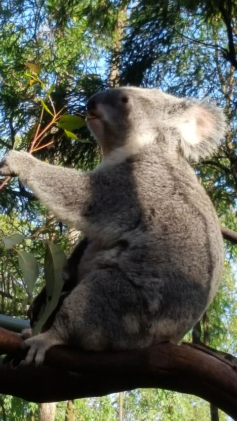 Blue Mountains Wildlife Full-Day Sights And Hiking From Sydney - Holiday Find 7