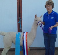 Marchmont Park Alpacas - Holiday Find