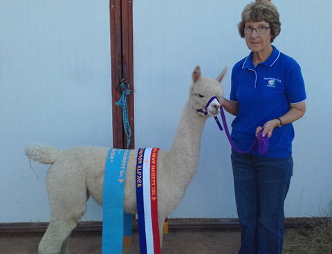 Marchmont Park Alpacas - Holiday Find 0