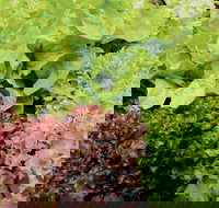 Apple Tree Creek - Holiday Find