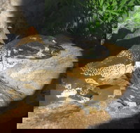 Armadale Reptile Centre - Holiday Find