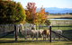 Blackwattle Alpaca Farm - thumb 0