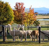 Blackwattle Alpaca Farm - Holiday Find