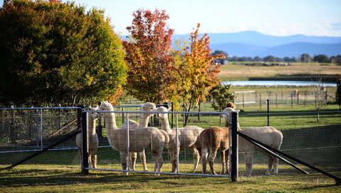 Blackwattle Alpaca Farm - Holiday Find 0