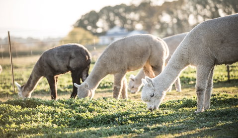Blackwattle Alpaca Farm - Holiday Find 1