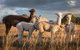 Blackwattle Alpaca Farm - thumb 2