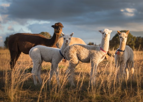 Blackwattle Alpaca Farm - Holiday Find 2