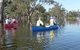Doodle Cooma Swamp - thumb 0