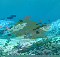 Flinders Reef Dive Site