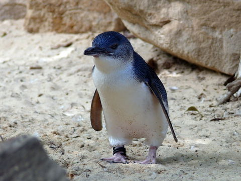 Granite Island Nature Park - Guided Penguin Tours - Holiday Find 0