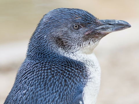 Granite Island Nature Park - Guided Penguin Tours - Holiday Find 1