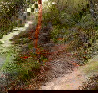 Great North walk - Brisbane Water National Park - Holiday Find