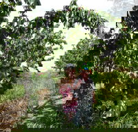 Harben Vale Pick Your Own Cherries - Holiday Find